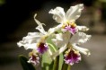 /album/fotogaleria/a2011-06-13-000157889t-jpg/